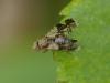 Tephritis formosa